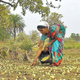 Minor forest products like Mahuwa are being sold at a much lesser price this year.
